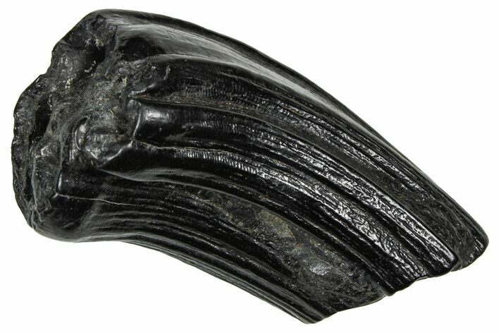 Pleistocene Aged Fossil Horse Tooth - South Carolina #374127
